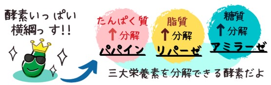 青パパイヤ＆フィンガーライム専門店-古賀萬壽果園